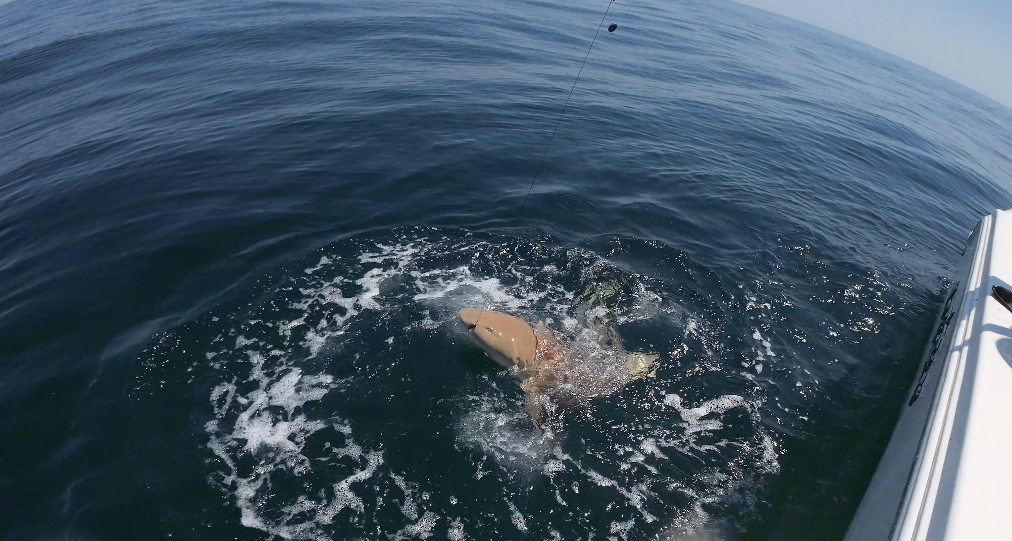 Nurse Shark Fort Myers Beach