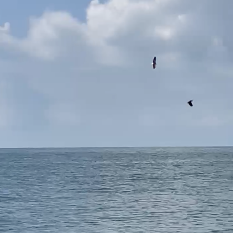 Bald Eagles Mating Fort Myers Beach