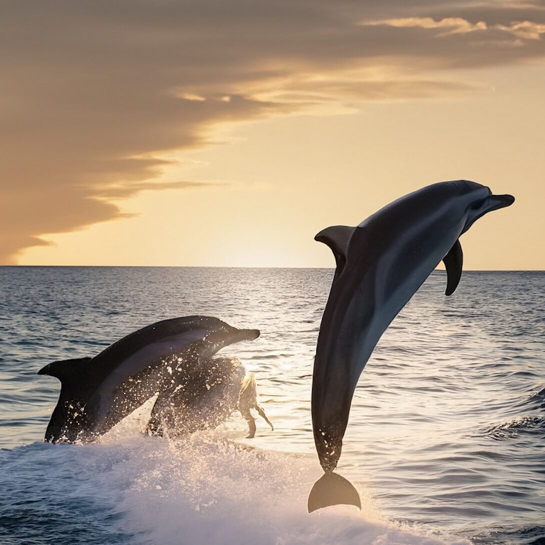 Dolphins Jumping