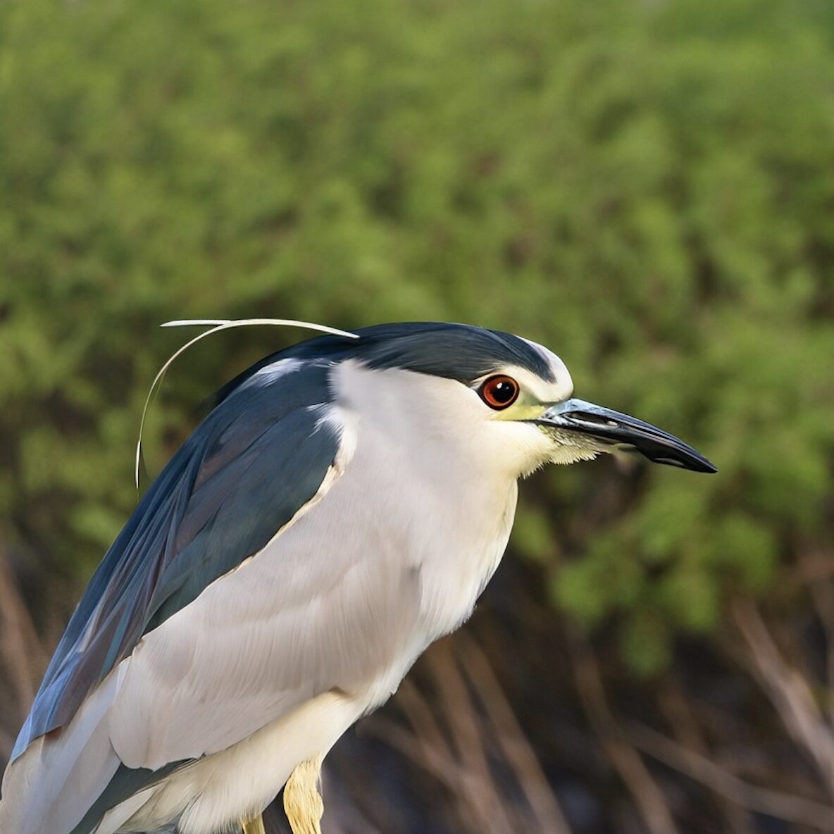 Night Heron